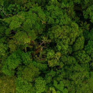 trees